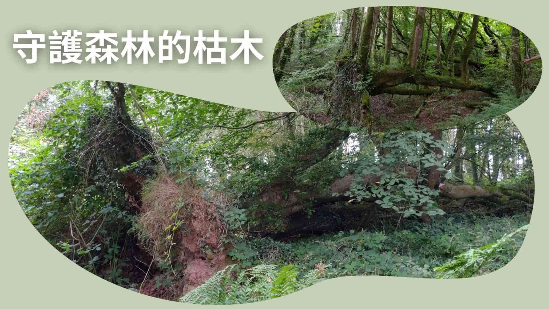 守護森林的枯木 - 斯創視窗 - 斯創教育工作群
