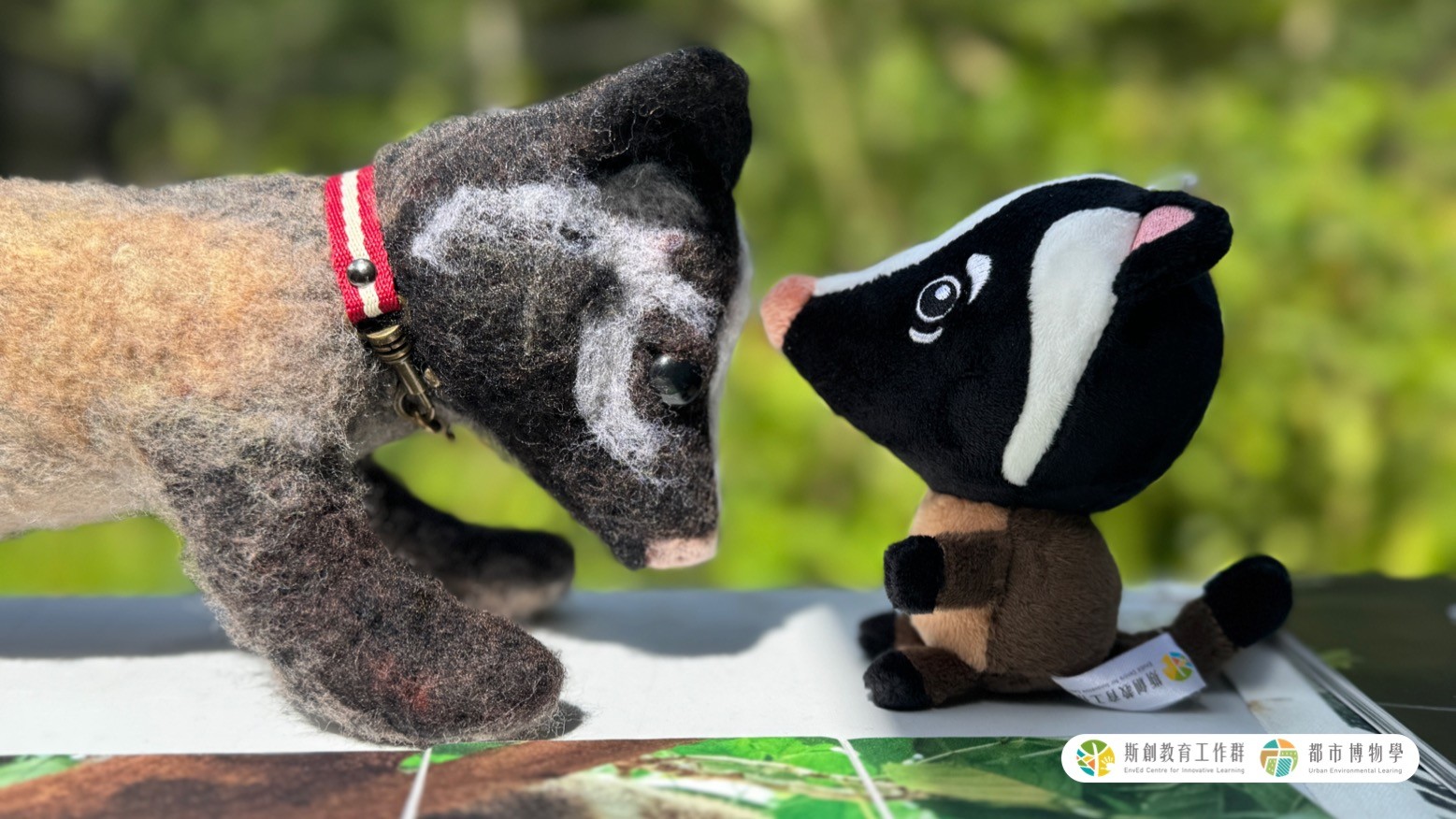 從城市出發：用都市博物學守護城市野友-白鼻心